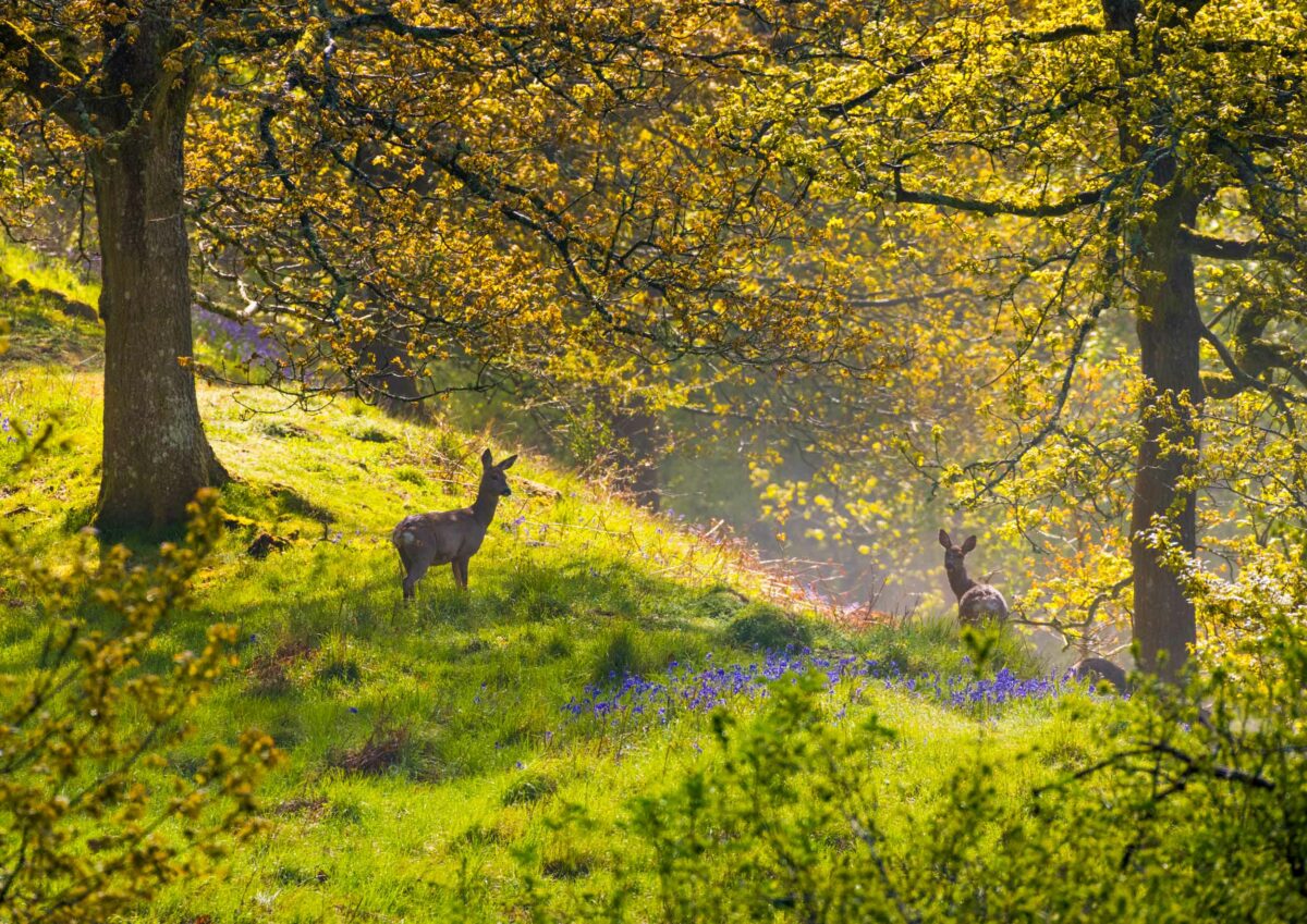 Burrow Hill Camp, Aston-on-Clun