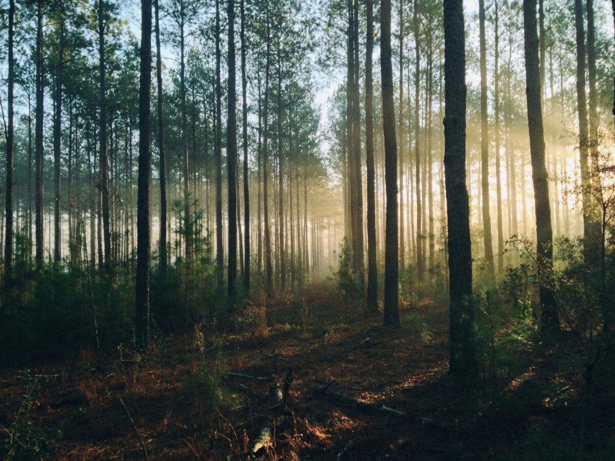 Eastridge Woods Trails