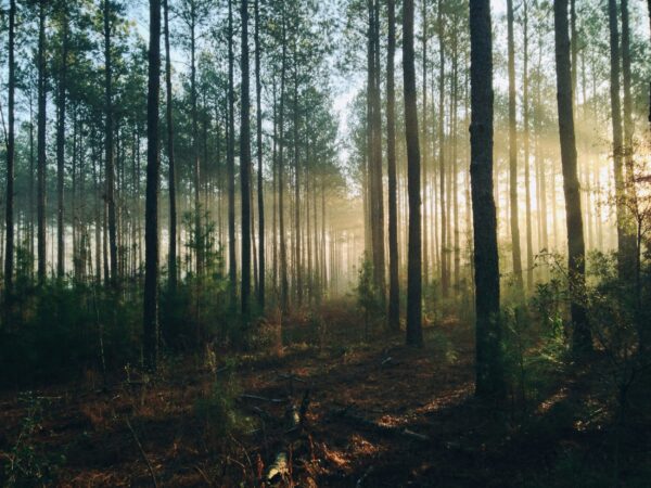 Eastridge Woods Trails