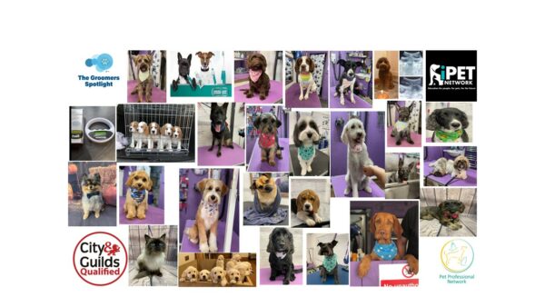 Castle Dog Groomers