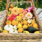 Pick Your Own Pumpkin