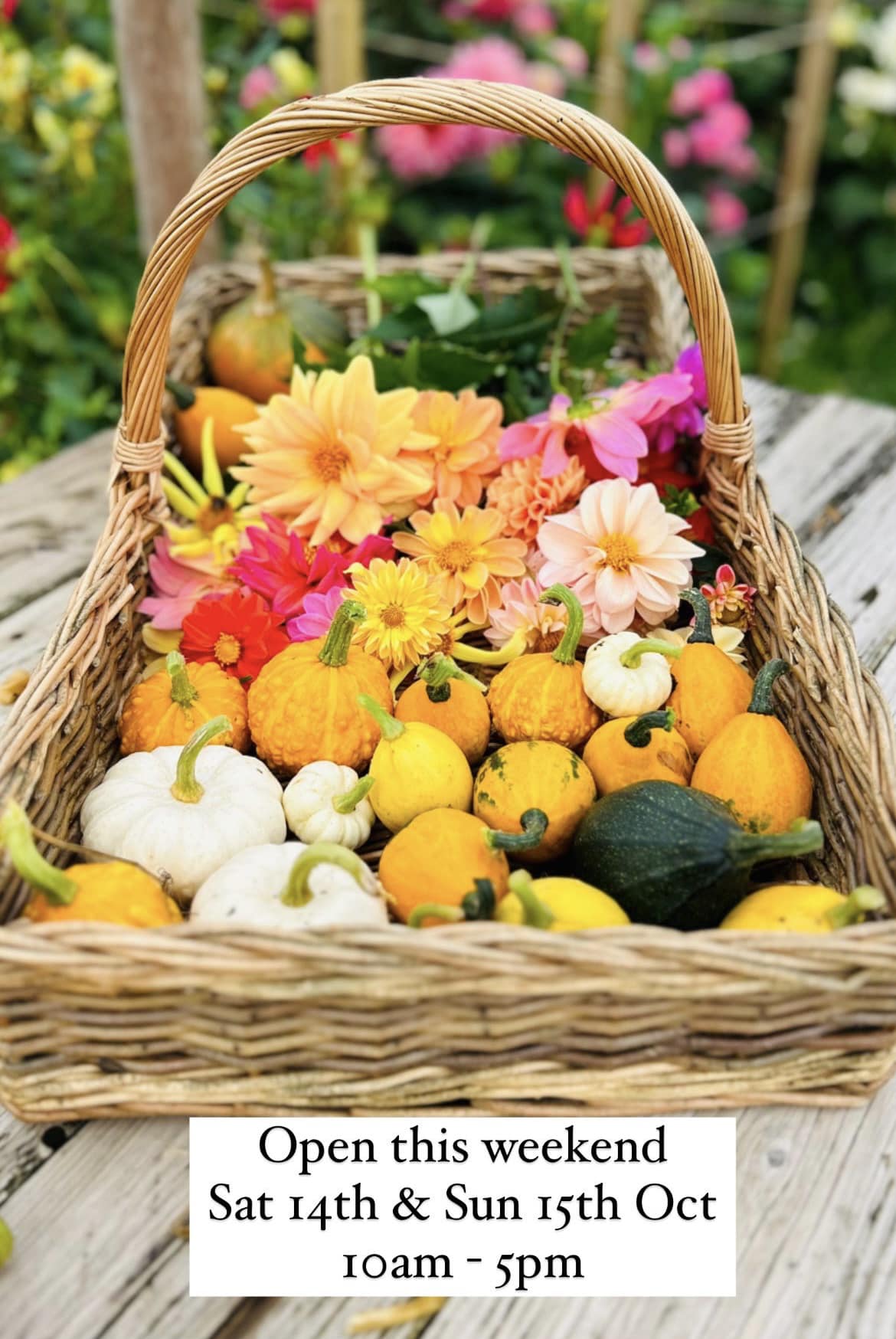 Pick Your Own Pumpkin