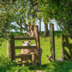 Bishop's Castle Walking Festival