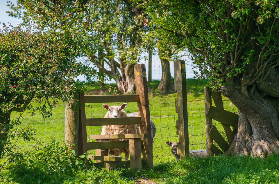 Bishop's Castle Walking Festival