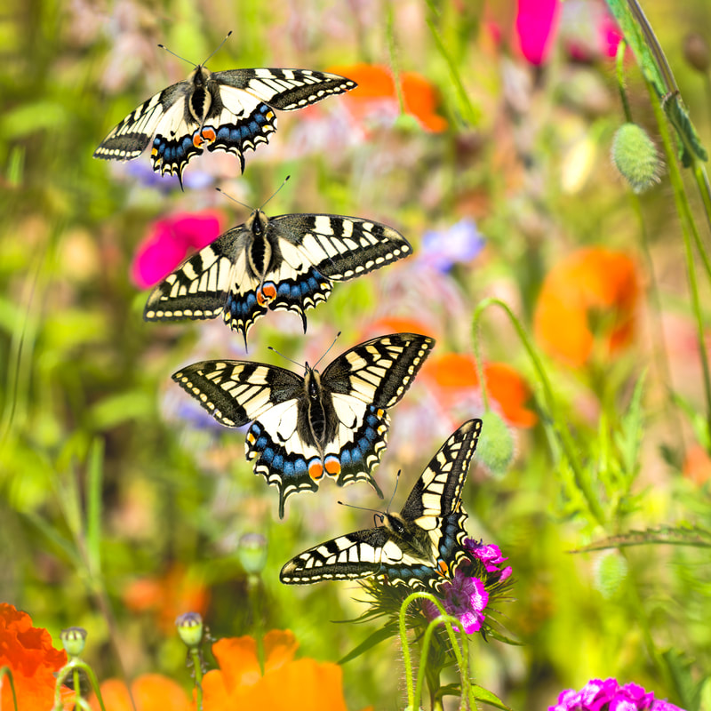 Butterflies, Birds and Beyond, the extraordinary photos of Andrew Fusek Peters