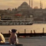 Documentary Film: STRAY (2020)
