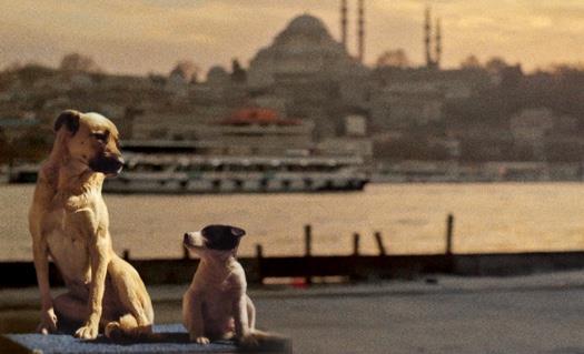 Documentary Film: STRAY (2020)