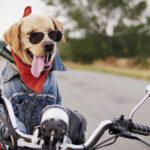 Bike Meet in Clungunford