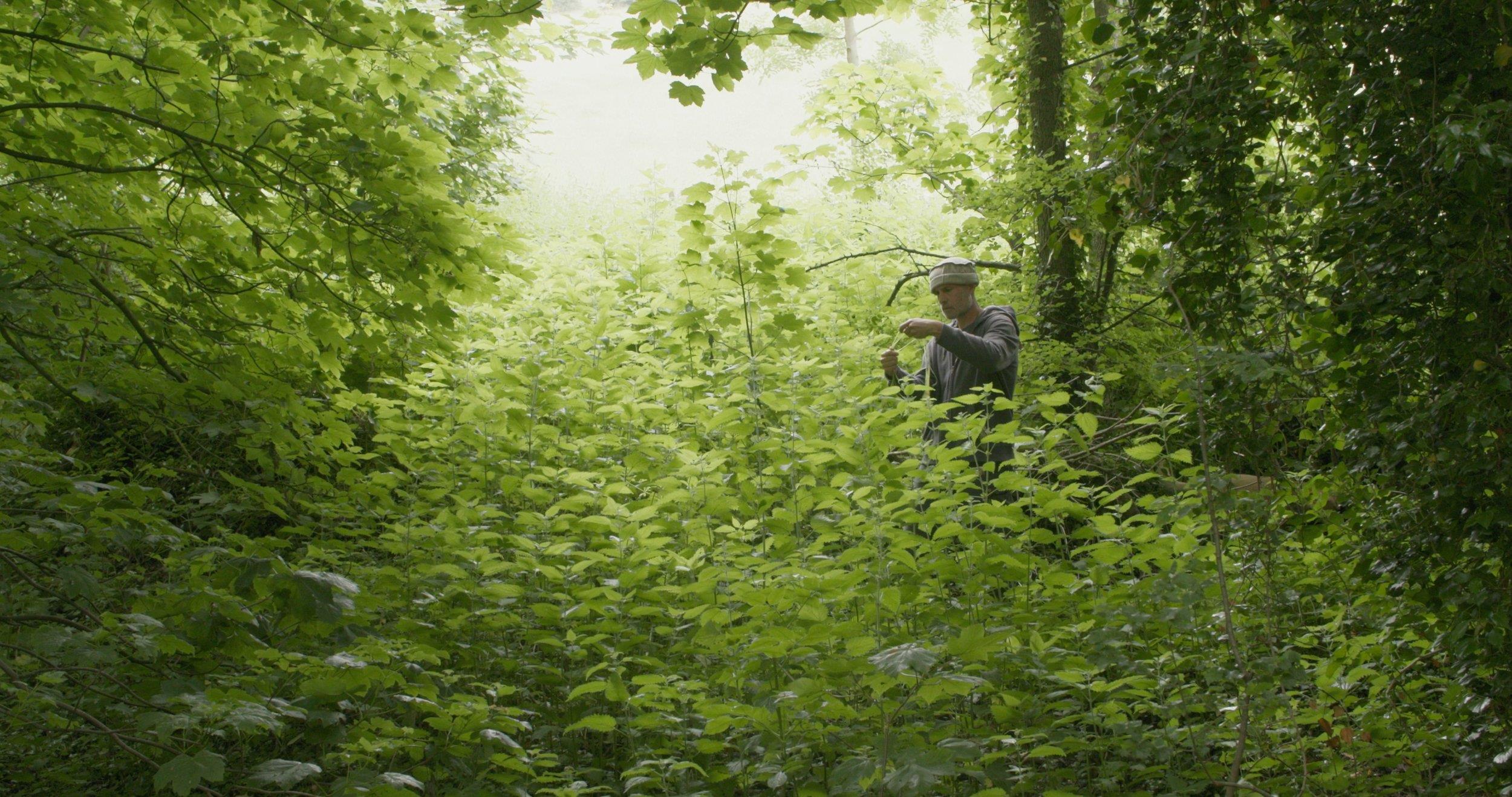 Films: The Nettle Dress