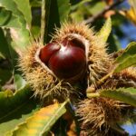Non-native Species in Britain: A history, a talk by Daniel Hodgkiss and Corey Koppellow